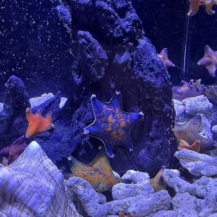 小海星活体海洋生物适合饲养的桌面宠物套餐海星饲养造景套装