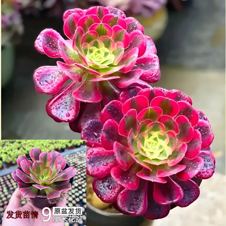 【原盆土发货】美杜莎女巫倾城香妃墨法师燕姿锦法师带盆带土发货