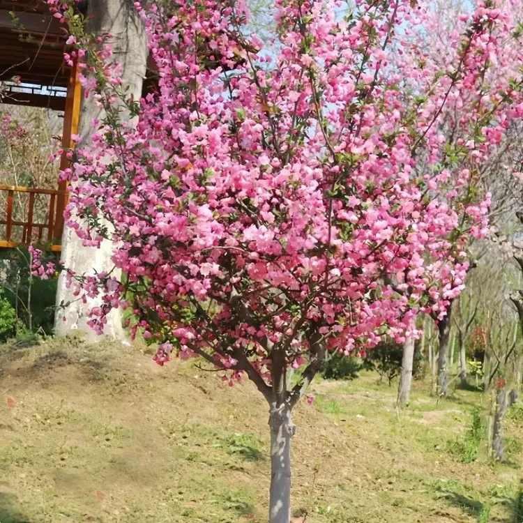 西府海棠树苗庭院耐寒植物室外地栽四季开花北美垂丝海棠盆栽花卉