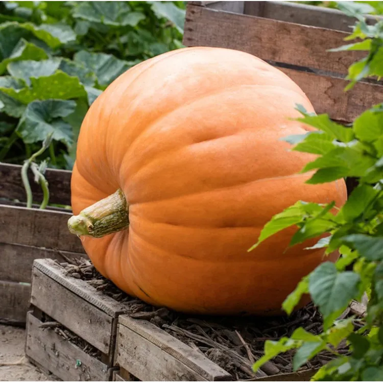 巨型南瓜种子四季种植阳台盆栽小院种植简单高产