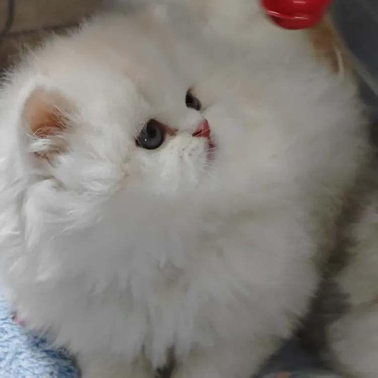 布偶猫海双色蓝双色