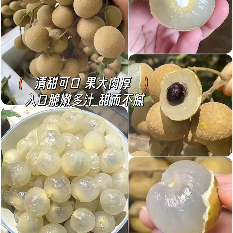 (顺丰包邮)正宗现摘四川宜宾书楼晚熟立冬本龙眼产地直发肉厚爆甜