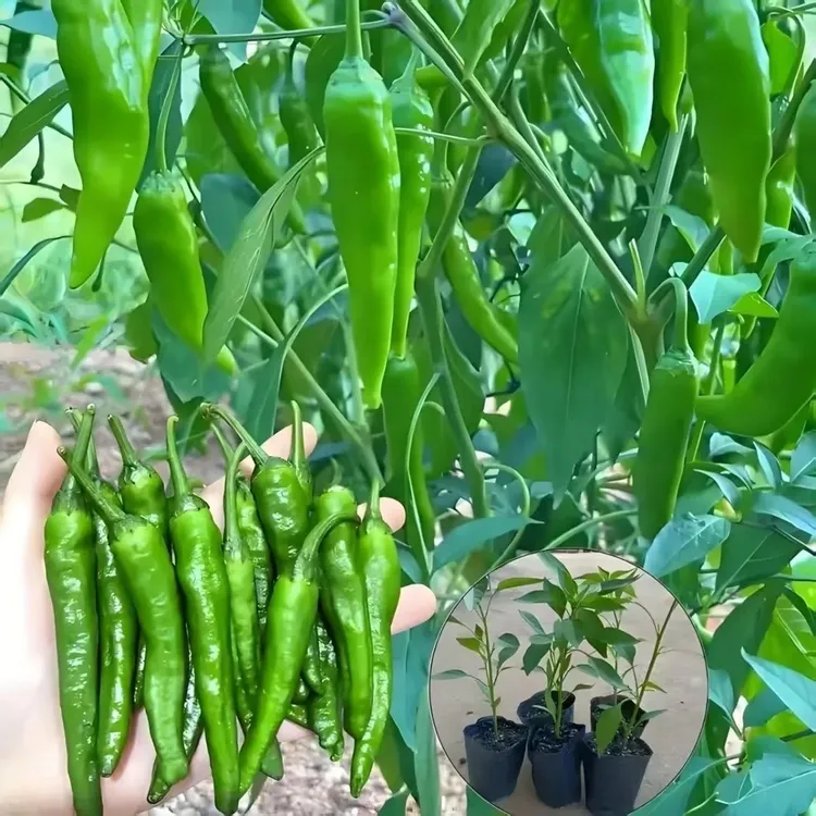 【樟树辣椒苗】辣椒苗四季阳台盆栽小院种植优质辣椒苗种球yq商品图