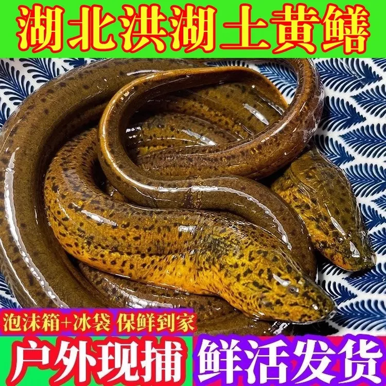 湖北活体氧包发货洪湖土黄鳝野生鳝鱼顺丰包邮误差上下30g