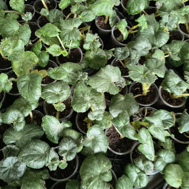 10颗夫妻海棠花苗，包邮破烂处理无售后，偏远地区不发货