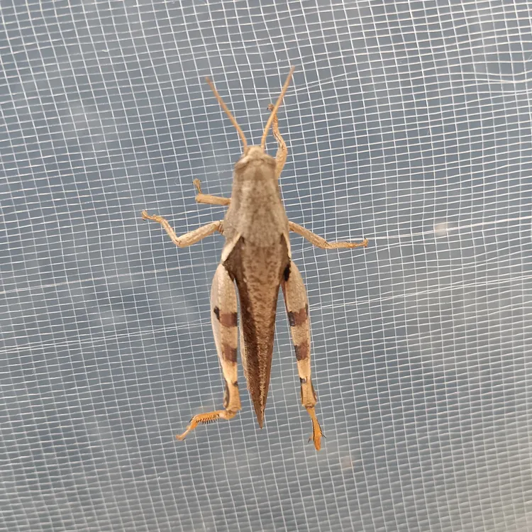 云南野生中花腿，公母混装，画眉鸟提性壮膘活食