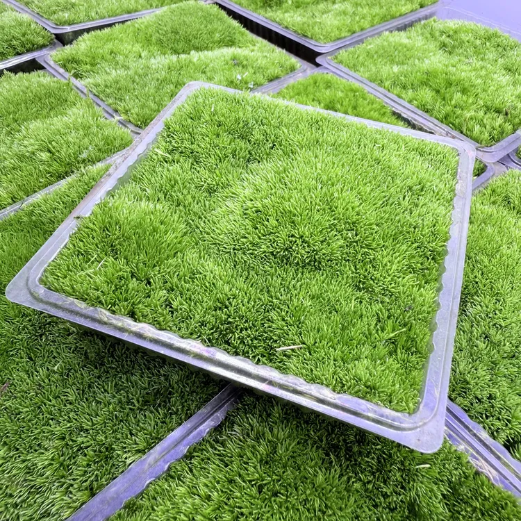 S级人工种植白发藓鲜活苔藓专用乌龟缸基垫微景观造景DIY桌面摆件