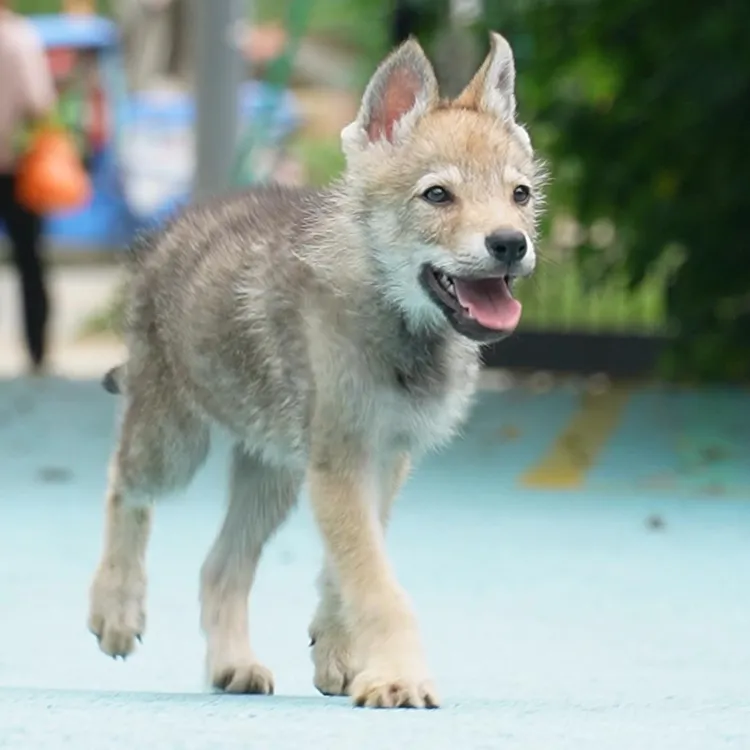 0526拍摄3号带CKU出生纸芯片捷克狼犬幼犬弟弟①5.7②5.22③6.7