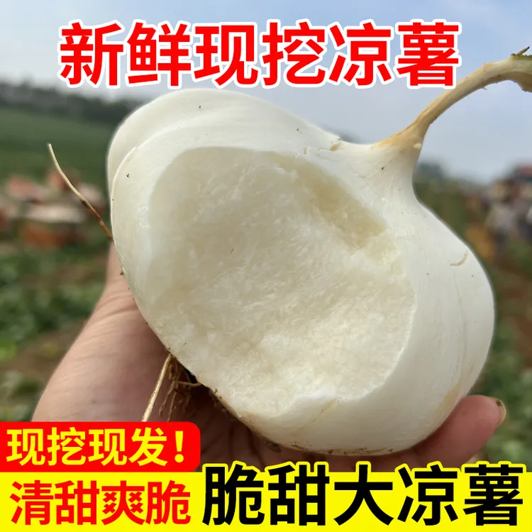 【贵州品种】水果凉薯沙葛地萝卜2/5/9斤白地瓜水果即食脆甜多汁