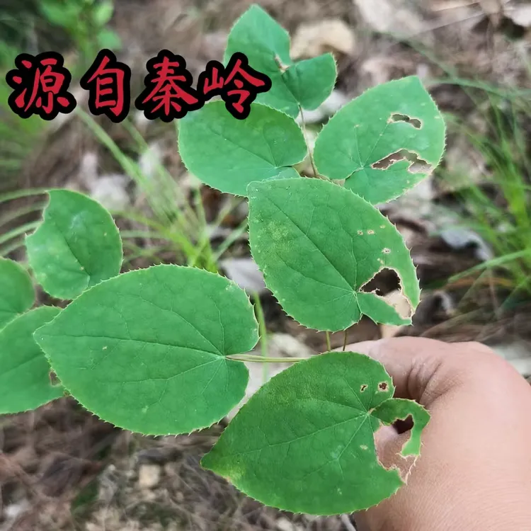 秦岭小圆叶淫羊藿三支九叶草_山采新鲜采摘