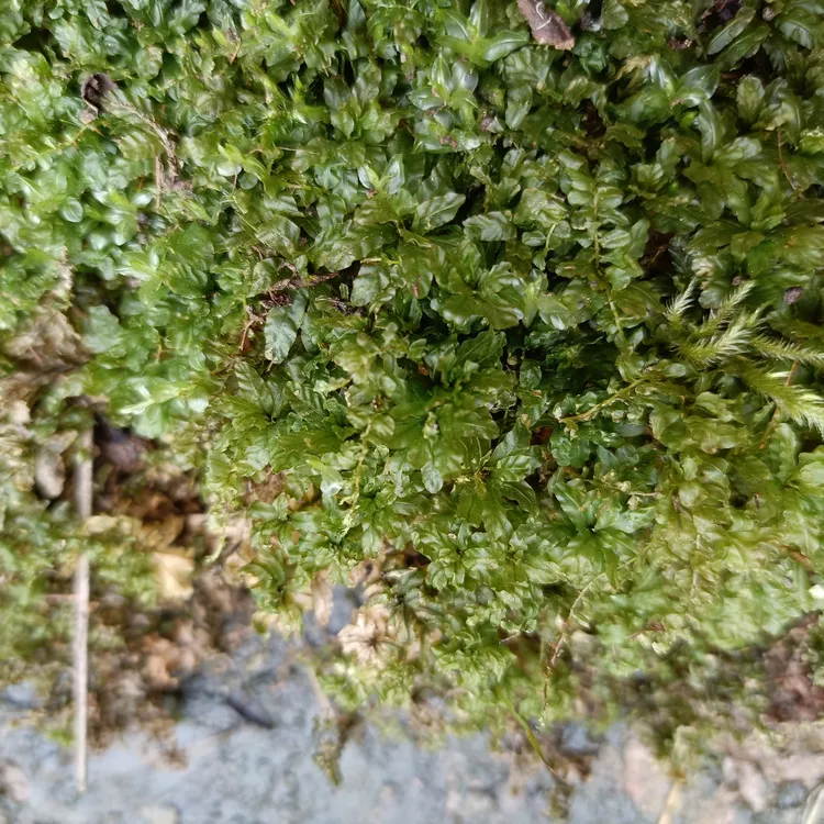 五倍子蚜虫专用苔藓   侧枝葡灯藓可种4个平方