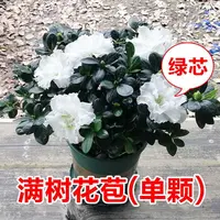 【带花苞发货】杜鹃花玫瑰鲜花盆栽四季耐寒植物客厅办公室花卉