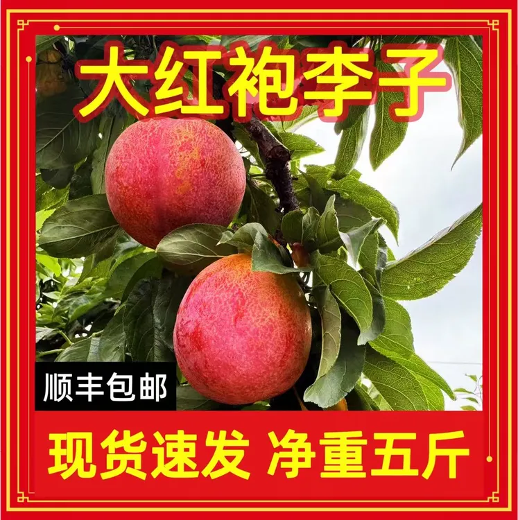 【顺丰】东北大红袍李子脱骨李子新鲜采摘当季水果