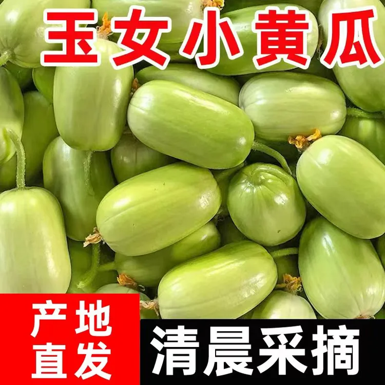 山东寿光玉女黄瓜新鲜拇指金童玉女水果黄瓜现摘现发清甜爽脆