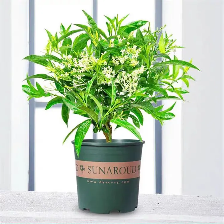 夜来香盆栽地栽阳台庭院夏季开花驱蚊植物浓香型花卉易活好养观花