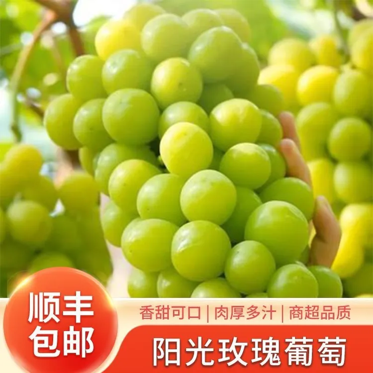 【顺丰包邮】正宗阳光玫瑰葡萄晴王无籽脆甜青提子当季新鲜孕妇水果