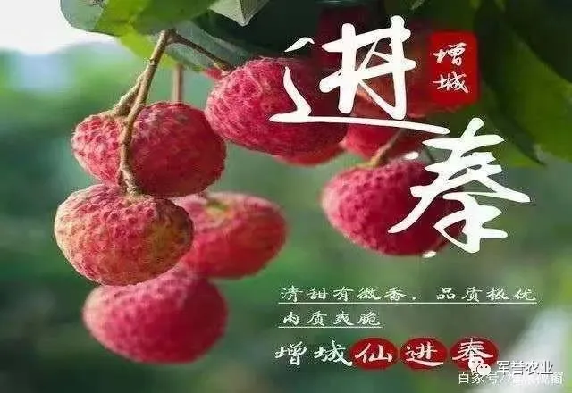 【广东省内拍】增城仙进奉荔枝新鲜现摘现发当季水果顺丰冷链包邮
