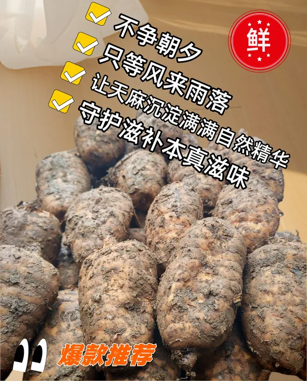 昭通天麻彝良正宗小草坝野外种植林下生长乌天麻新鲜天麻现挖现发