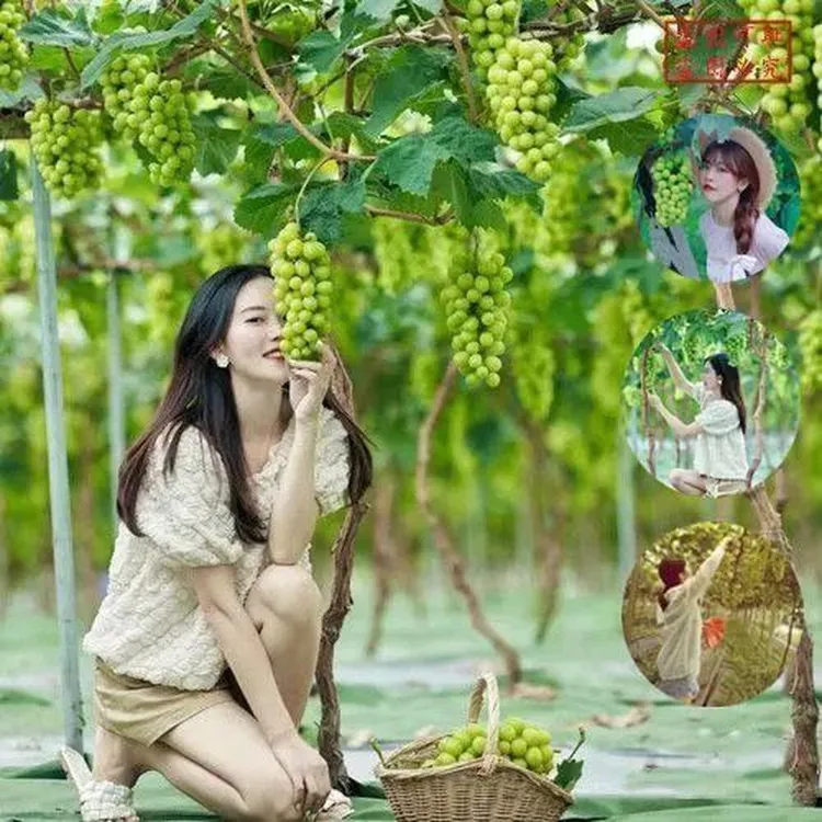 阳光玫瑰葡萄树苗葡萄树苗种无籽一年四季蓝宝石葡萄果树苗