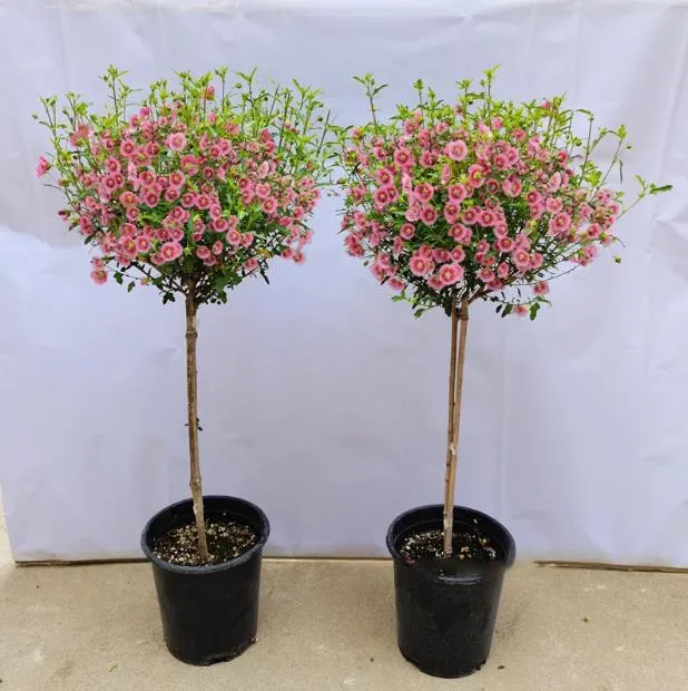 小叶木槿棒棒糖花苗盆栽阳台庭院耐寒植物花卉耐热好养四季开花树