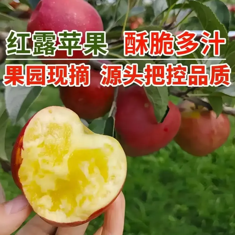 云南昭通红露冰糖心丑苹果脆甜多汁现摘现发整箱3/5/10斤坏果包赔
