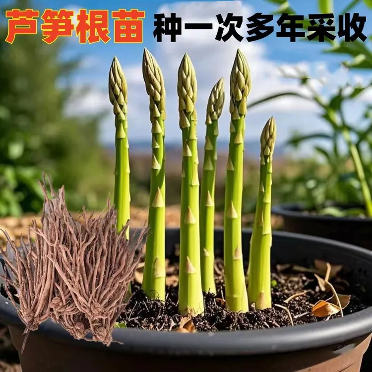 芦笋苗芦笋根苗芦笋蔬菜苗四季种植种苗阳台盆栽绿植家庭蔬菜苗