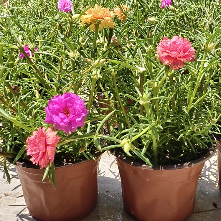 网红重瓣宿根太阳花混色带根带花苞阳台庭院花园四季花卉盆栽室内