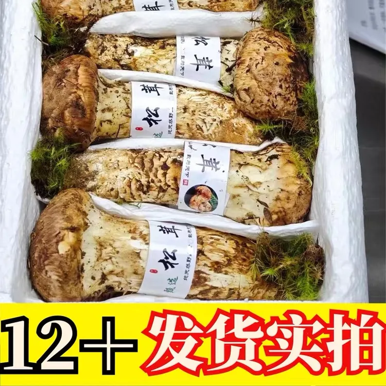 新鲜松茸云南大理剑川东山松茸菌不开伞香格里拉顺丰空运
