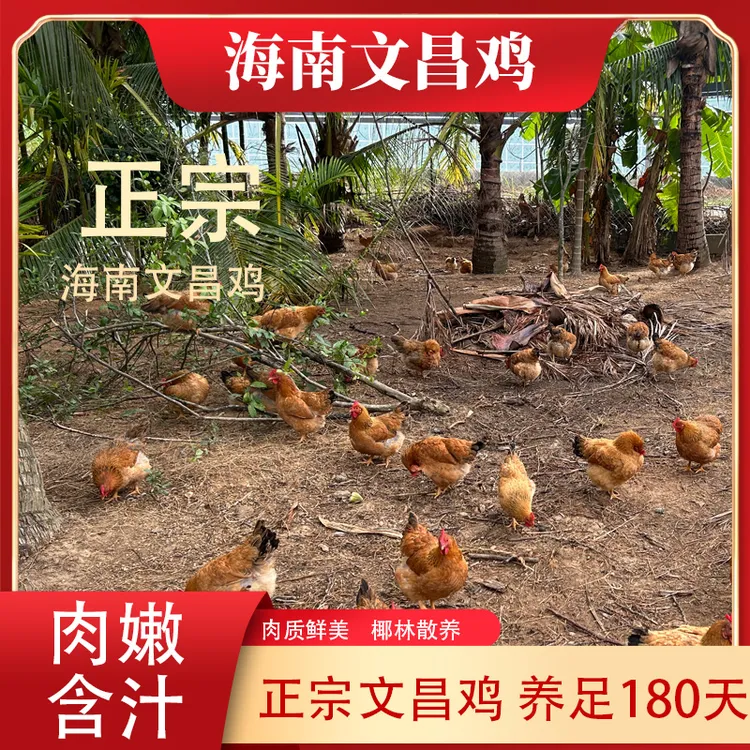 海南散养土鸡当天包杀包送净膛不带内脏顺丰包邮
