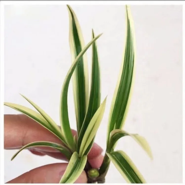 金边矮种浓香兰花苗盆栽适合办公室桌面的观花植物