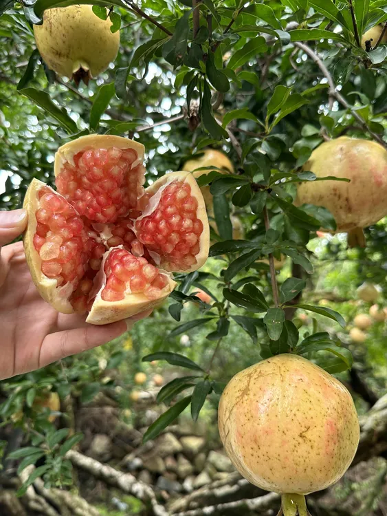 正宗怀远红玛瑙石榴新鲜石榴树红石榴（怀远怀远石榴老品种）
