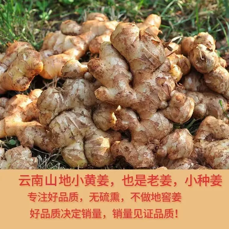 云南正宗小黄姜新鲜现挖高山嫩姜厨房必备辛辣味美