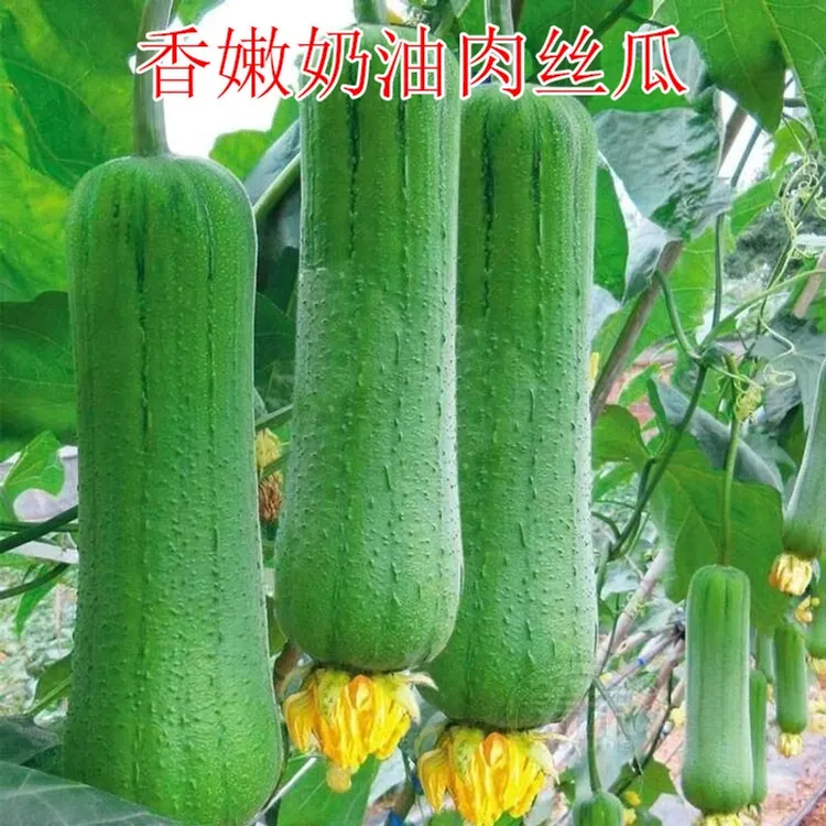 【香嫩奶油肉丝瓜种子】庭院阳台盆栽蔬菜种子丝瓜种子高产易种四季