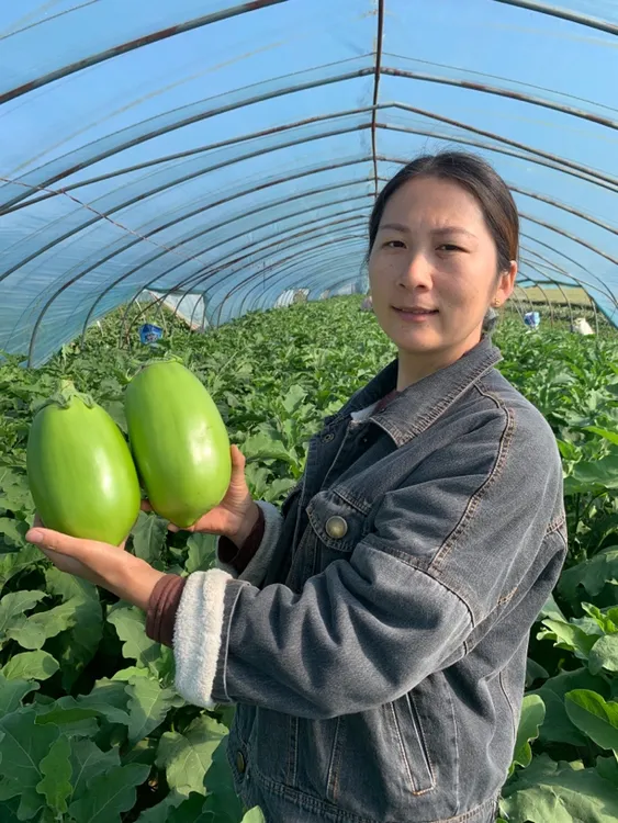河南特产青茄子新鲜绿茄子新鲜蔬菜农家自种可生吃园茄子包邮