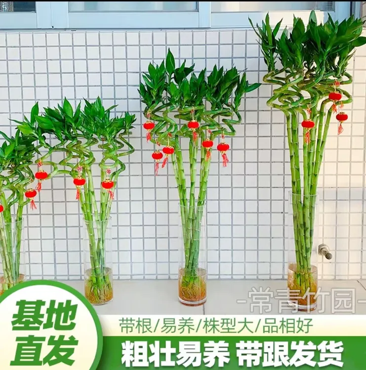 富贵竹植物带根转运弯竹室内水养水培绿植花卉书房桌面办公桌盆栽