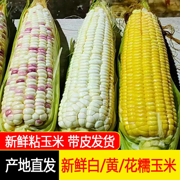 东北玉米新鲜带皮现掰老式白黄花甜糯美味笨玉米4-7穗5斤顺丰包邮