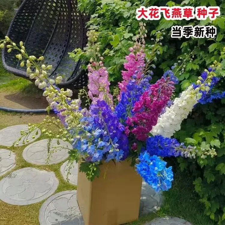 大花飞燕草四季易种活室外开花秋天花种子秋播花卉种子春季种花草