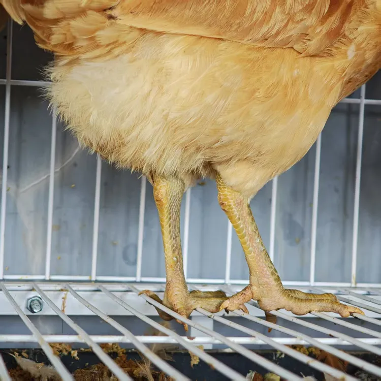 【农家土母鸡】二年内老母鸡自然散养自然谷物现称现杀现发新鲜到家