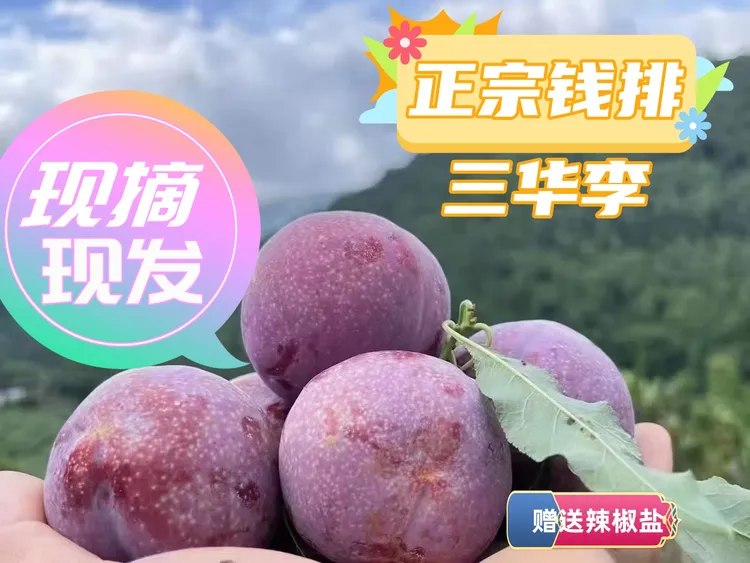正宗信宜钱排银妃三华李当季红心李孕妇水果现摘现发包邮