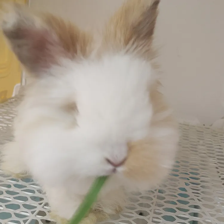 德系安哥拉兔弟弟活体宠物温顺好养可美容外出游玩