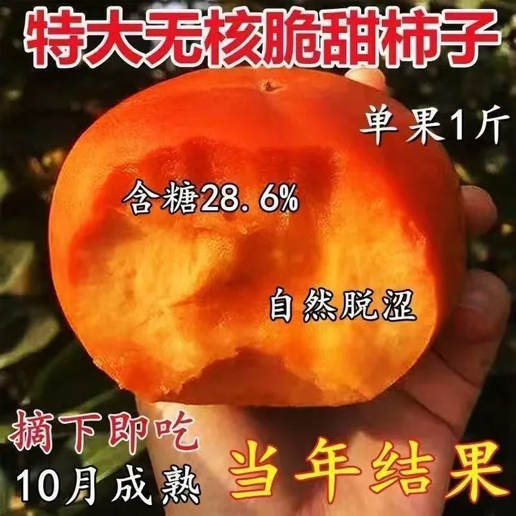 脆甜柿子树苗嫁接阳丰脆柿树果树品种可地栽盆栽南北方种植耐寒