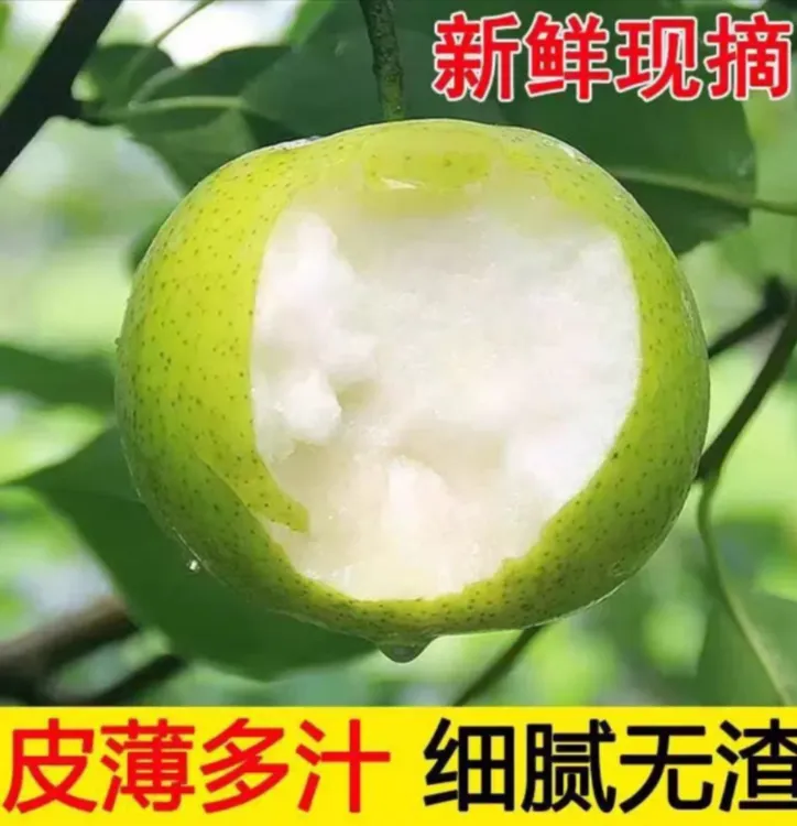 【顺丰包邮】正宗砀山梨新翠玉梨翠冠梨皇冠梨爆汁梨子青皮蜜梨