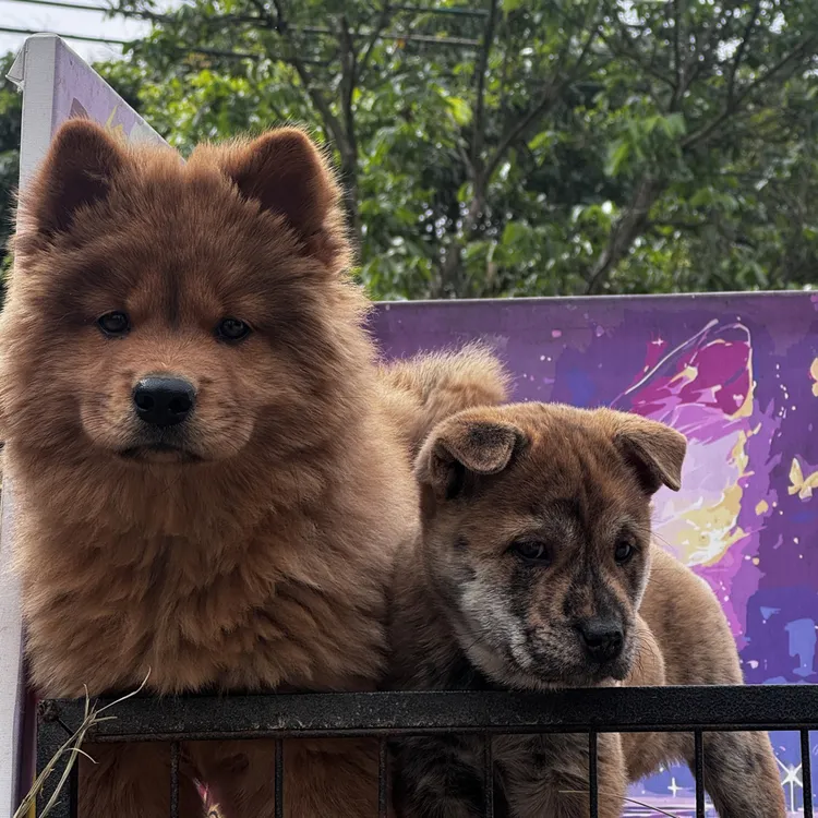 田园犬眼睛大经典款老狗