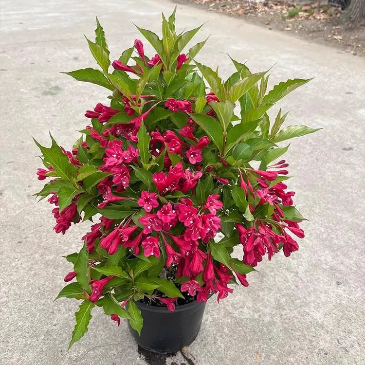 五彩锦带花苗耐寒耐热四季开花好养适合阳台庭院盆栽