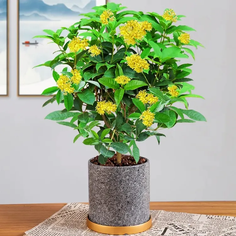 桂花树苗四季桂盆栽可食用开花不断室内阳台庭院浓香型花卉大植物