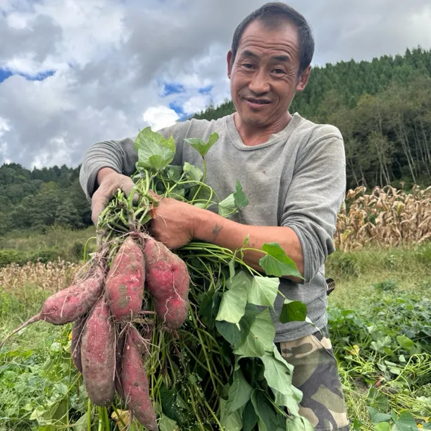 云南腾冲新鲜红薯牛粪种植粉糯香甜黄心番薯现挖板栗地瓜红山药