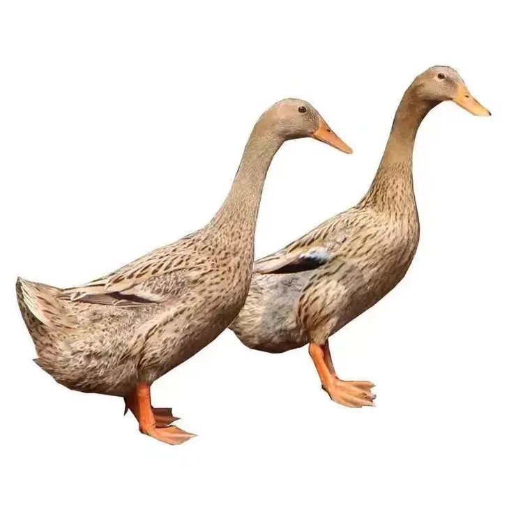 （买1只送1只）2只土鸭农家放养土鸭无掌无翅顺丰冷链发货 净重4斤