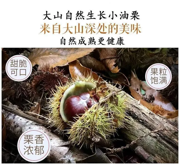 2025新鲜油栗信阳新鲜油栗生吃脆甜易剥内皮油栗仁坏果包赔