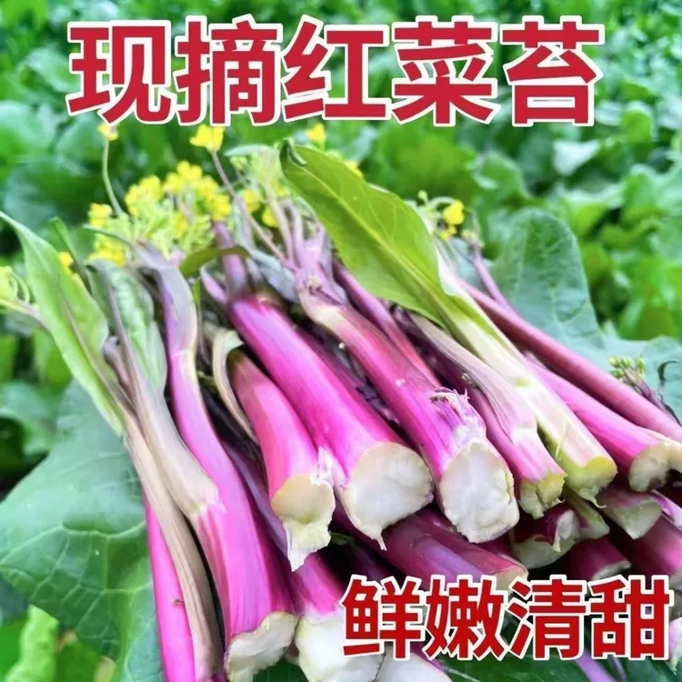 湖北红菜苔新鲜现摘现发农家自种紫菜苔当季蔬菜白菜苔菜芯油菜苔