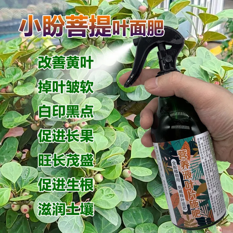 小盼菩提营养液防黄叶黑斑干枯促绿叶长果盆景小莲花小蟠桃专用肥